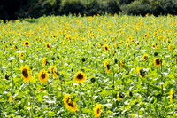 sunflowers_germany_photographybytrishalegresmith_2015-8528