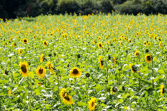 sunflowers_germany_photographybytrishalegresmith_2015-8528